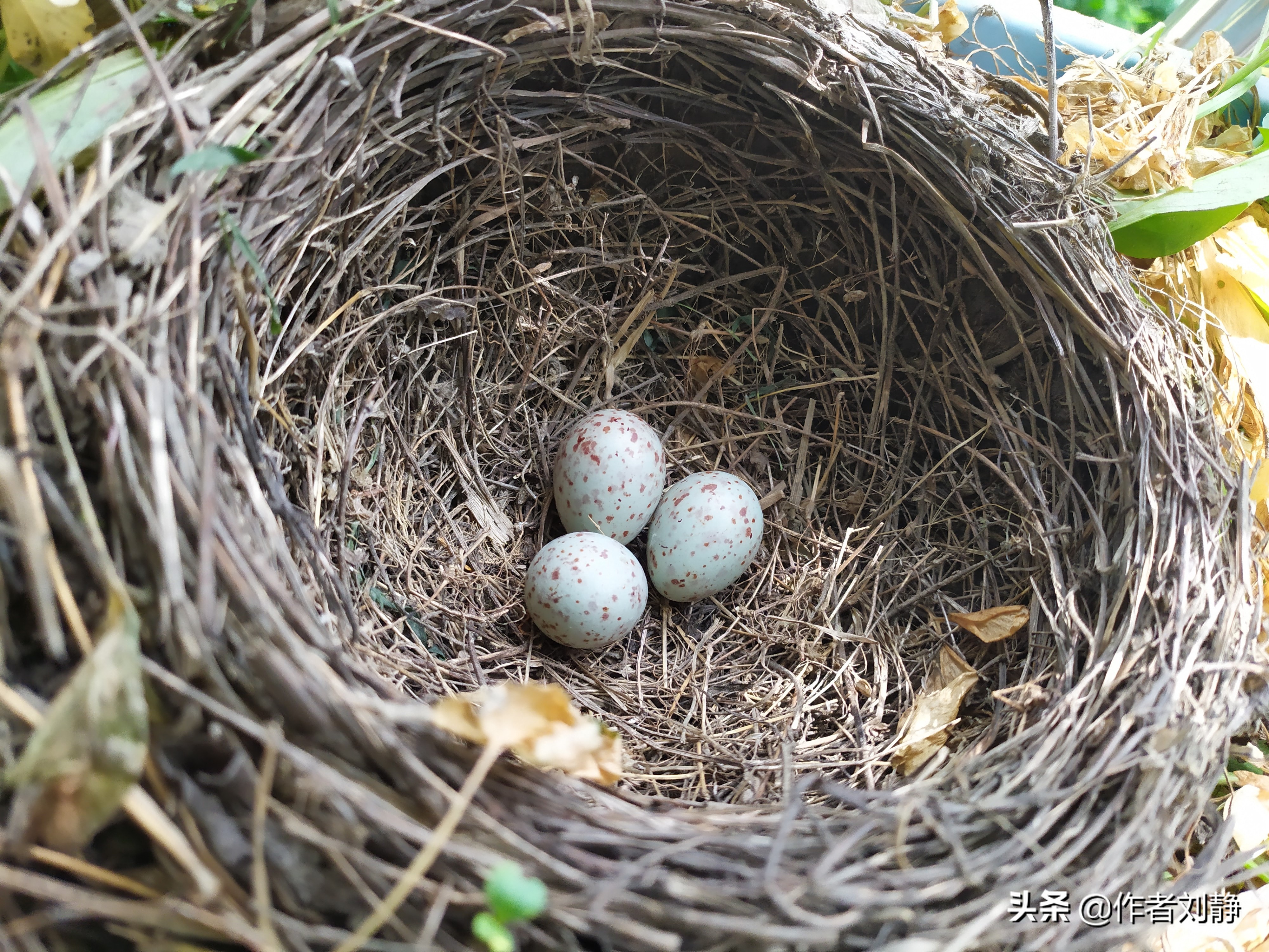 乌鸫鸟来我家筑巢育仔的故事(日记)