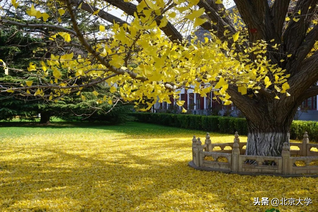 独家限定！北大赏秋地图来了