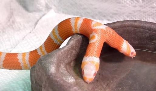 一种罕见的变异蛇——双头蛇,控制头部的基因不稳定,发生了变异