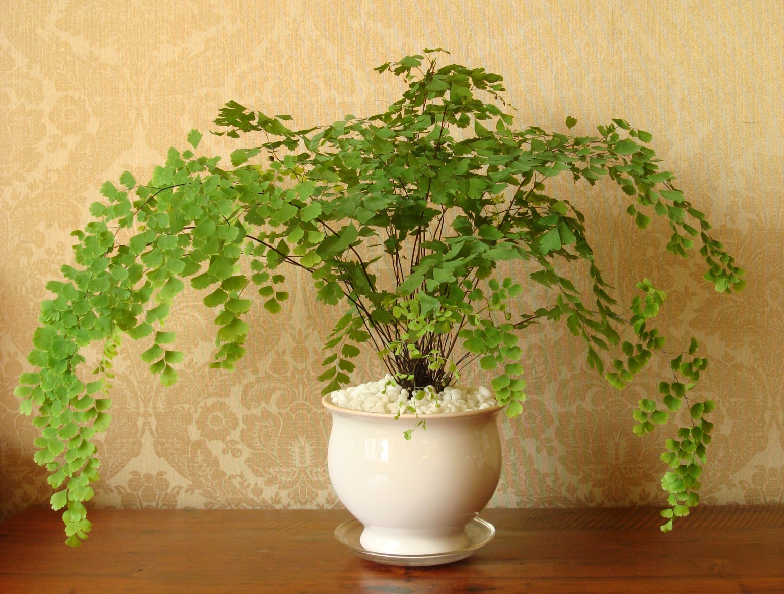 紫罗兰有毒吗（100种室内盆栽花草图鉴）