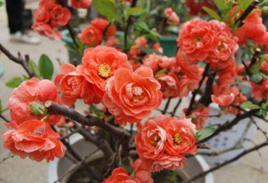 杜鹃花的寓意和象征（杜鹃花适合养在家里的好处）
