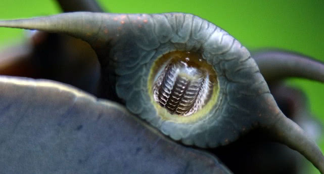 传送替换旧牙的鲨鱼鲨鱼换牙齿