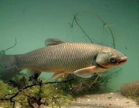 承包魚塘承包20畝魚塘來養殖四大家魚