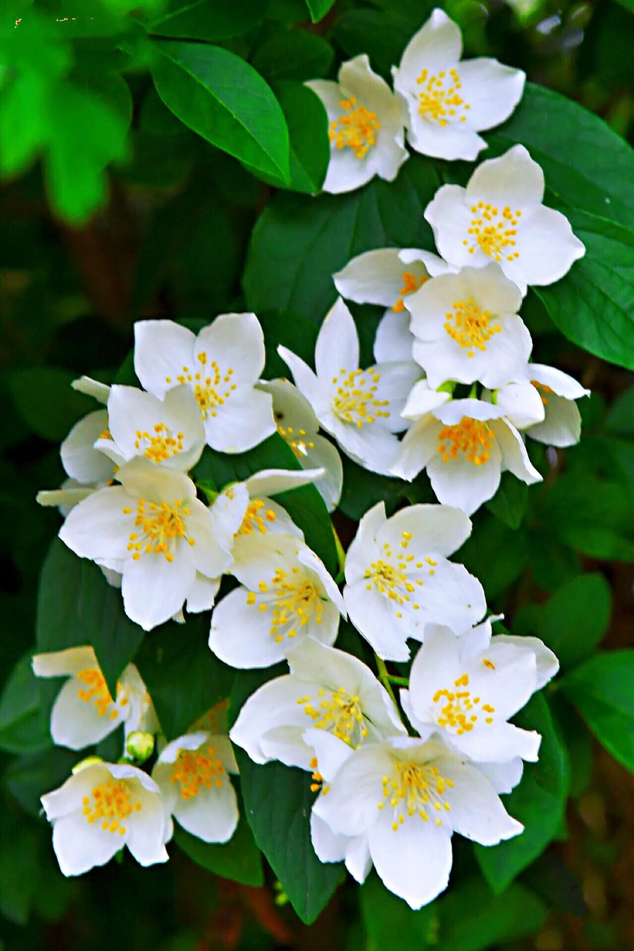 山梅花～洁白无瑕,香气袭人