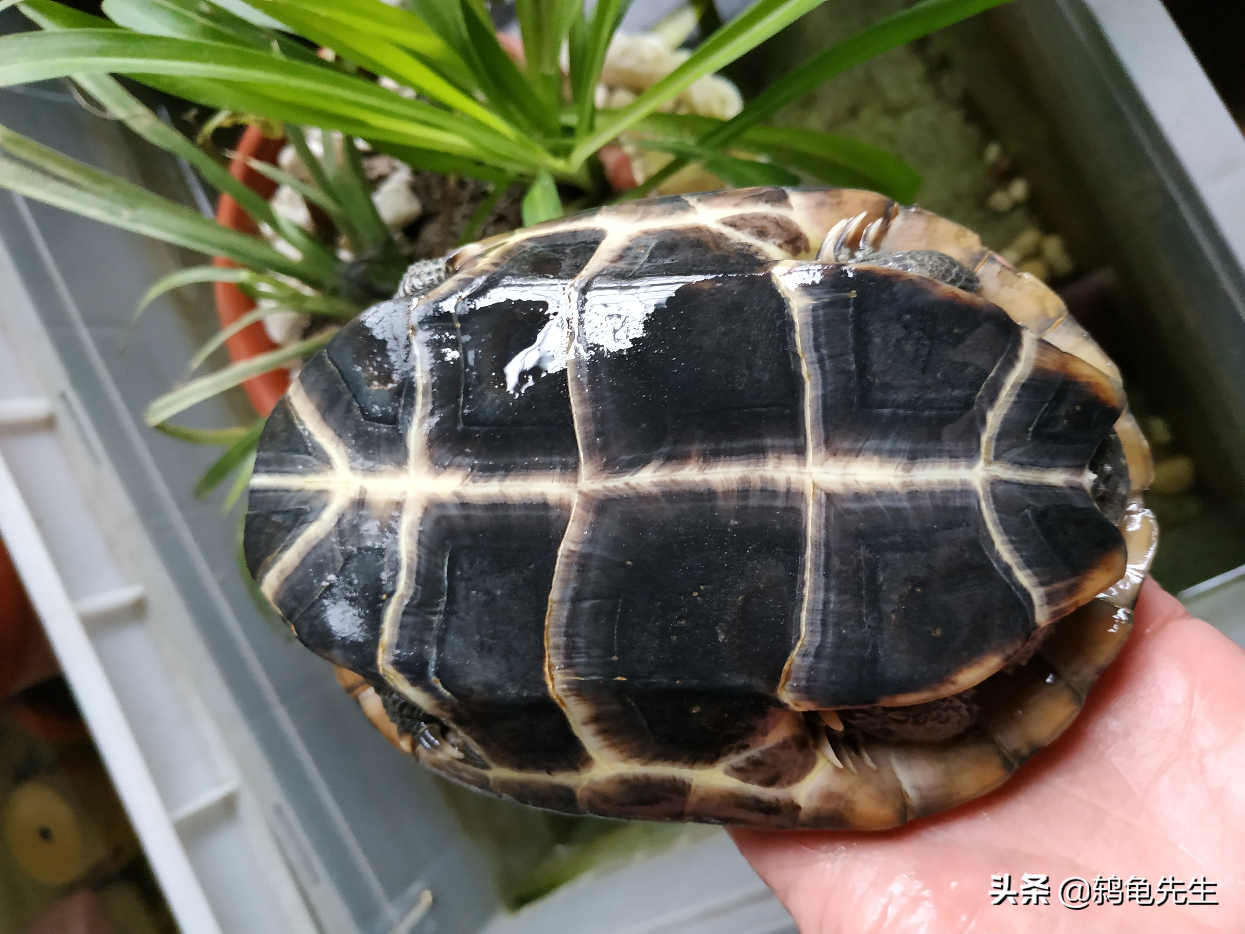 长三角地区乌龟冬眠方法与注意事项