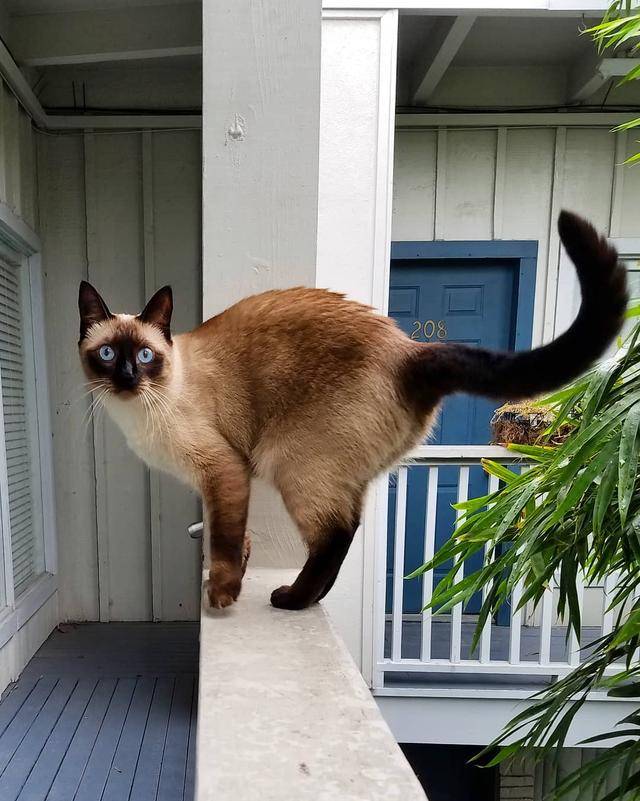 猫界排行榜之战斗力最强的猫，它们都很能打