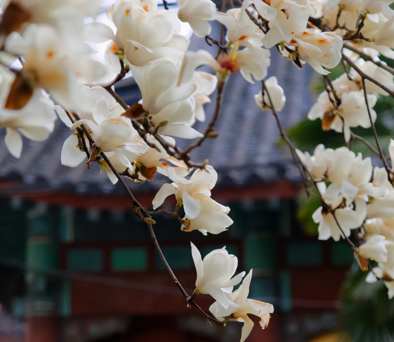 高清大图惊艳来袭！江苏这些“校花”神仙颜值，你Pick哪一个