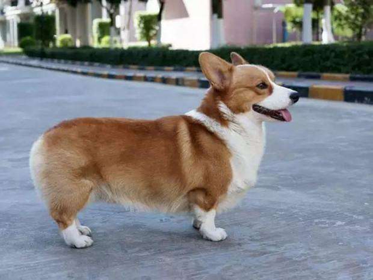 这六种小型犬最适合父母养，身体素质好不爱生病，还会哄老人开心