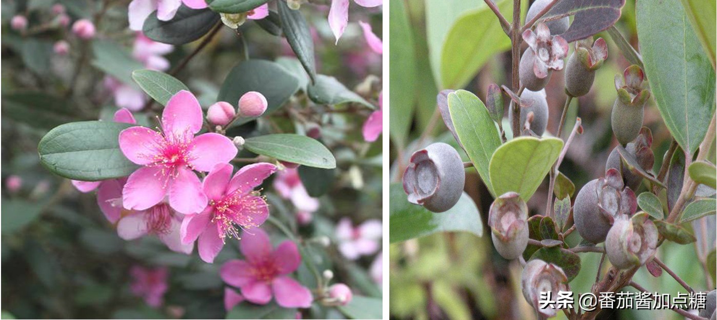 桃金娘的花与果就这种山窝窝里的野果,也想跟浆果一哥蓝莓媲美?