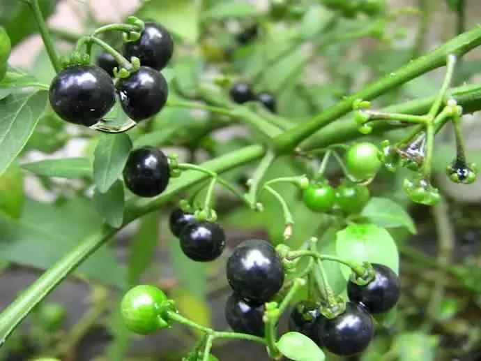 盘点36种野果大全,你能认出几种?