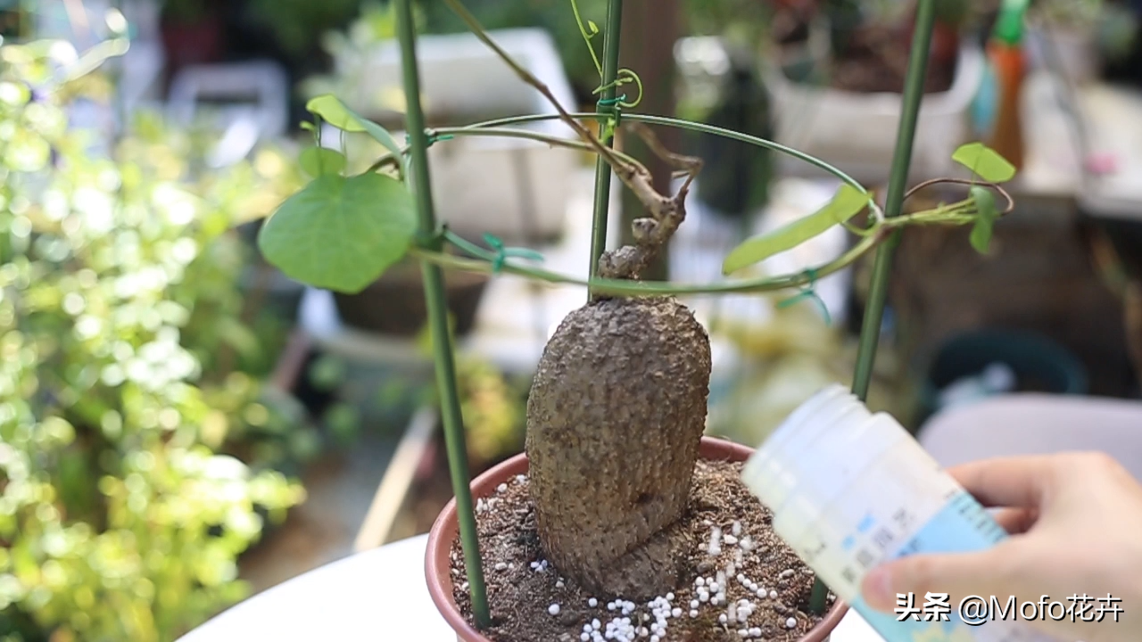 园艺师教你山乌龟怎么养,这可能是关于山乌龟,最全面的教程了