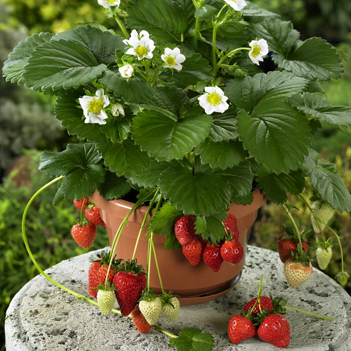 盆栽草莓怎么施肥 - 花百科