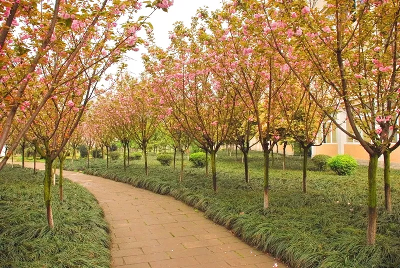 四川5所国家骨干高职院校之一，位于中国酒都，今年将要单招