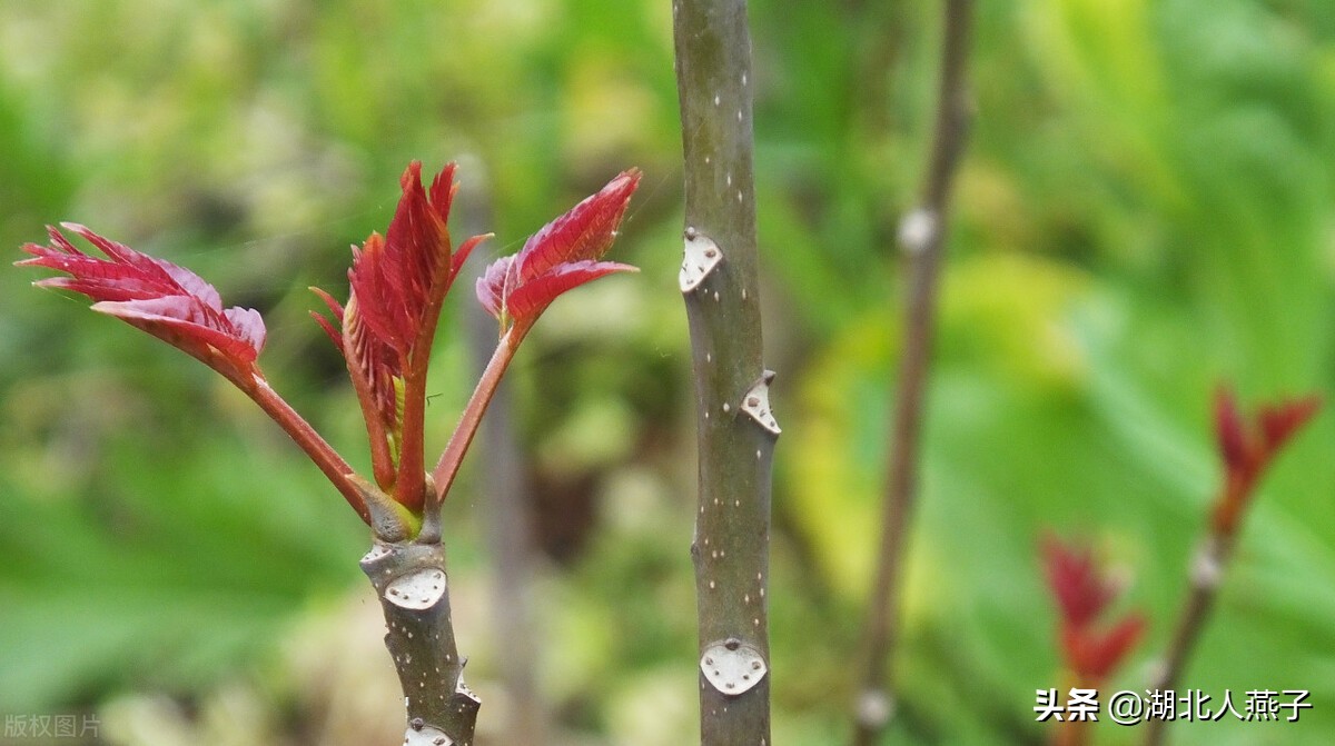 39种野菜图片，教你认识不同的野菜和吃法，你想要的野菜这里都有