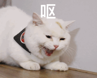 猫吐猫粮是什么原因
