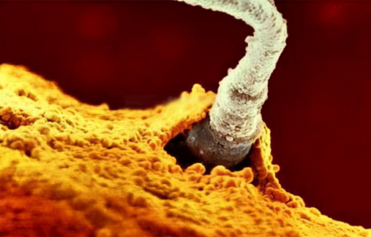 人类胚胎发育:从精子到发育完全全过程摄影