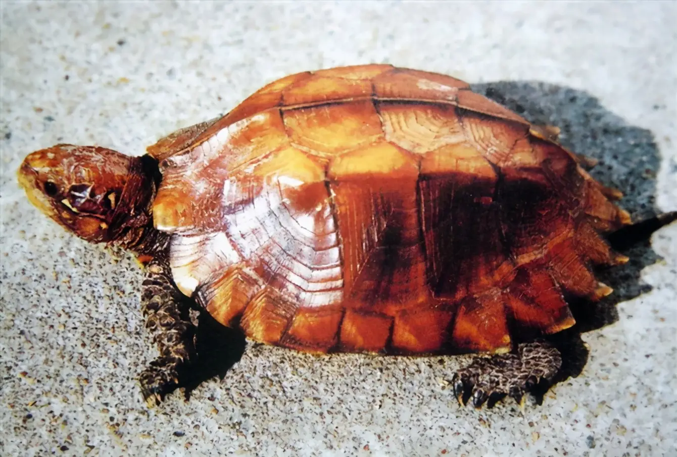 乌龟的种类图片及名称（乌龟的品种图片）