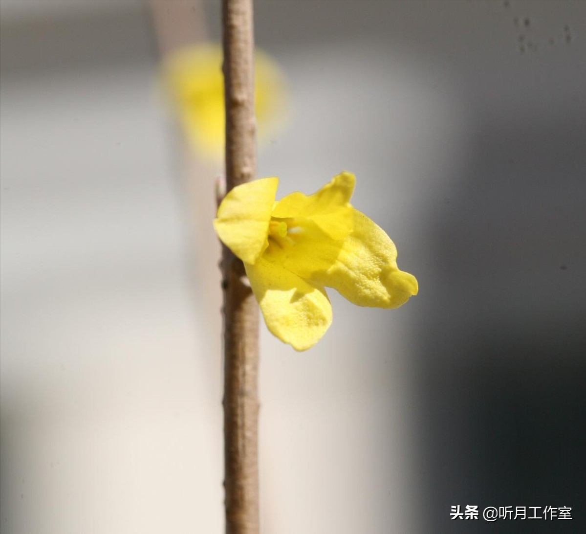 连翘花舞春幽美，淡淡花香惹人醉