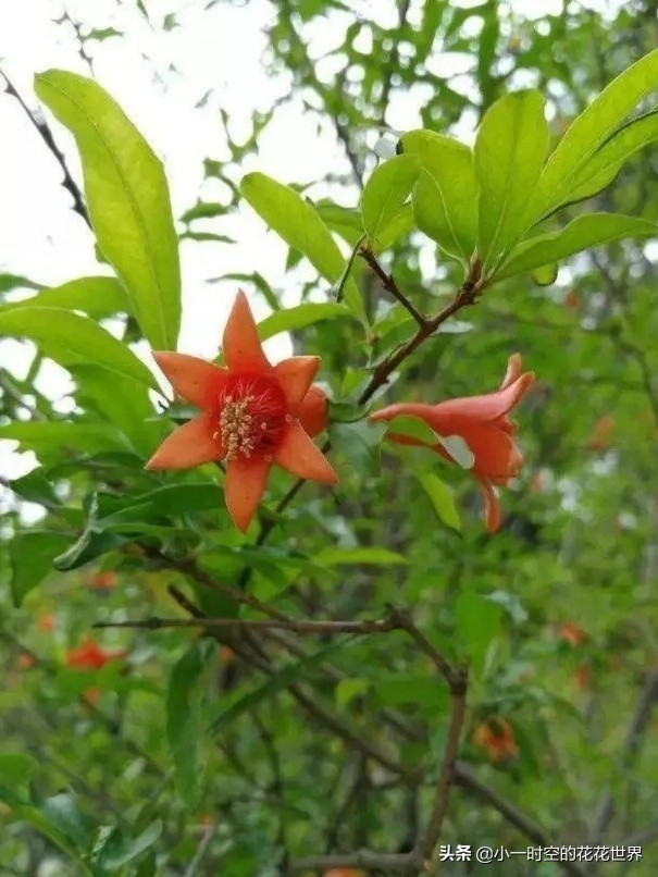 诗情花意：夏花灿烂，最美是这朵。两首古诗，尽述此花之妙！