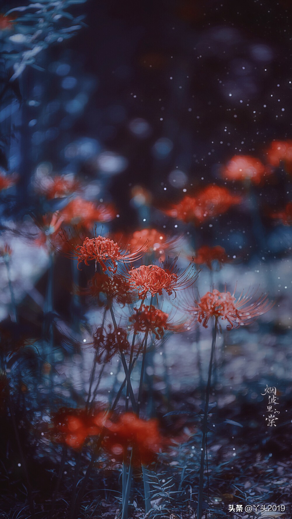 曼珠沙华,开在天界之花.