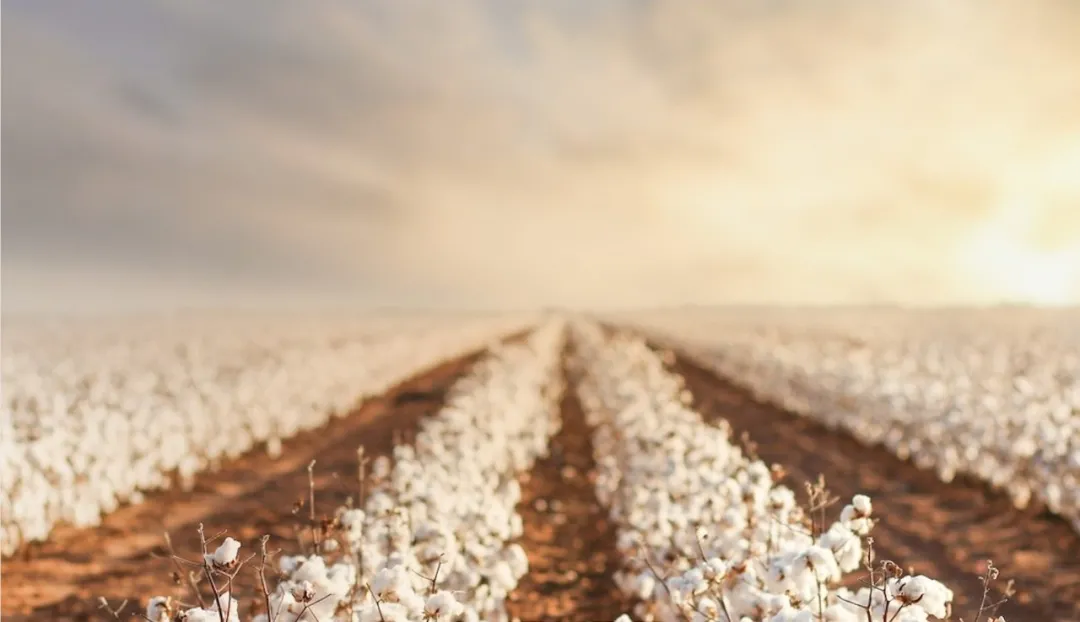 到底什么样的棉花才是好棉花？谁能PK新疆长绒棉？