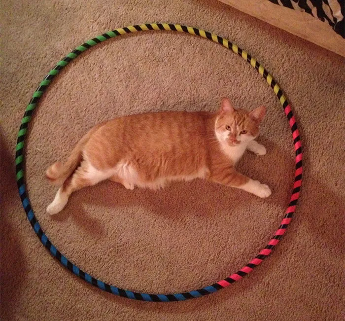 21张猫咪的可爱图片：给猫咪画了一个圈，奇妙的事情发生了