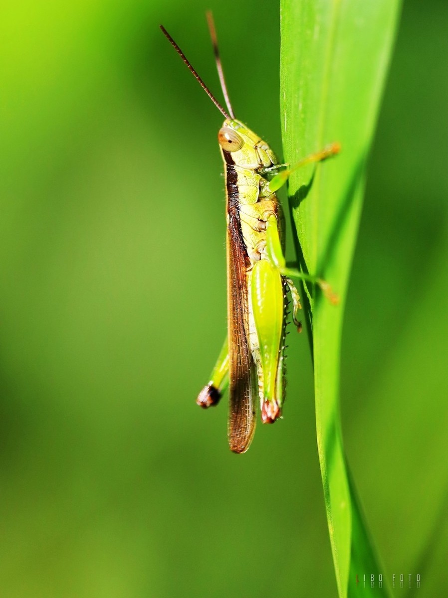 跳不高飞不远,喜欢成群结队,存活时间长,深秋还能见到的蚂蚱就是它了