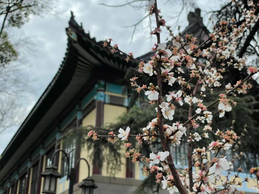 高清大图惊艳来袭！江苏这些“校花”神仙颜值，你Pick哪一个