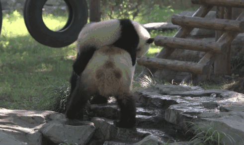 养熊猫读什么专业？来川农大就对了