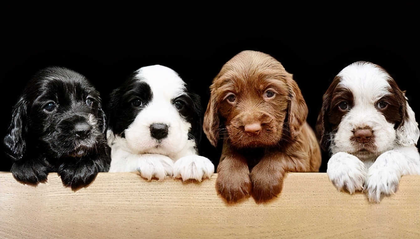 降!降!降!边境牧羊犬的价格下降了,为何养的人反而少了?