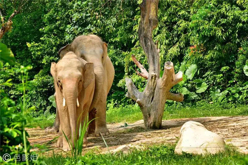 长隆欢乐世界旅游攻略景点必去（三天三夜欢乐长隆之旅）
