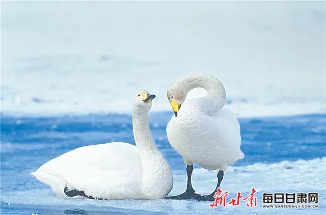 保护生物多样性 | 春日 陇上处处闻啼鸟