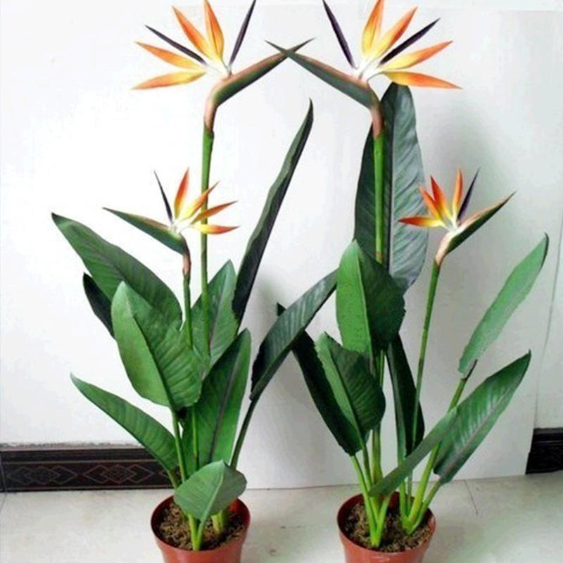 5种大型植物,养护简单不挑环境,家里就能养