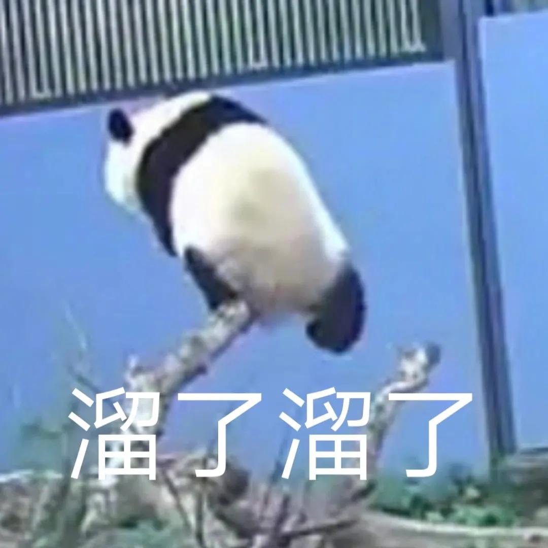 养熊猫读什么专业？来川农大就对了