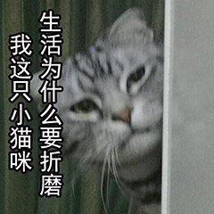 猫咪斗图表情包合集 你这是想干嘛呀