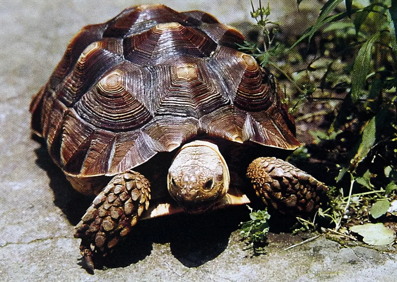 乌龟的种类图片及名称（乌龟的品种图片）