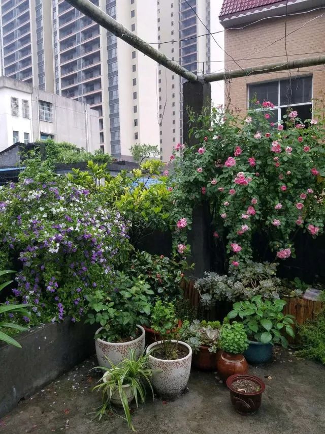 看完68道园艺专业术语，方可知园艺的秘密