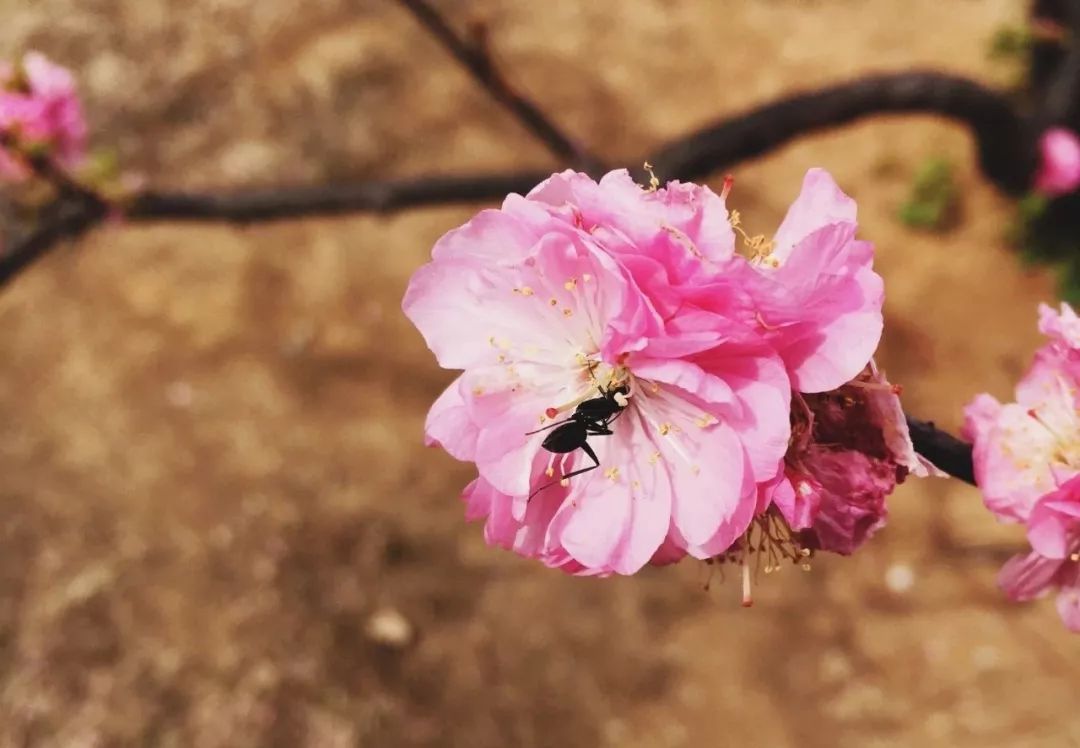 神奇动物在哪里？这些大工校园里的神奇动物你们见过哪些呢？