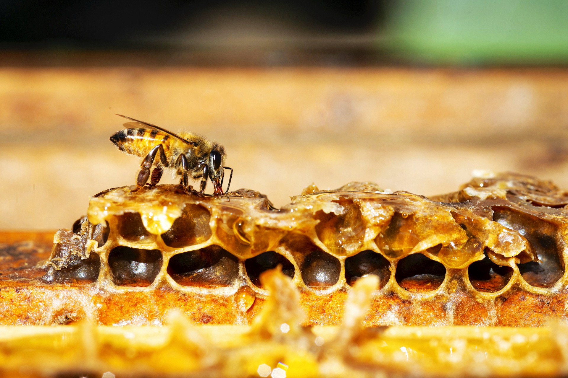 ﻿蜜蜂变异电影剧情「介绍」
