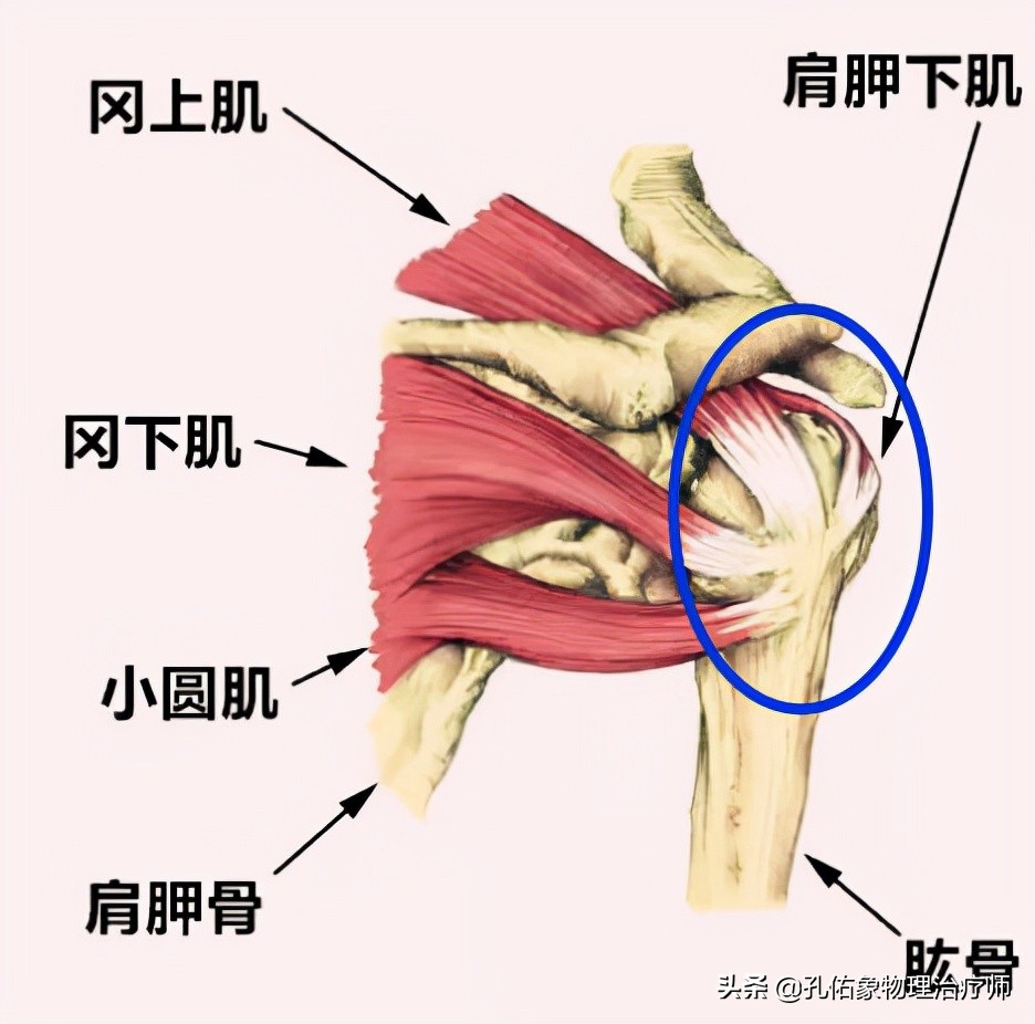 肩膀疼痛是怎么回事?问题在哪?您找对没?教您5个锻炼方法