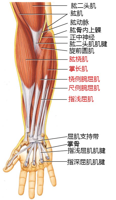 小臂太小，力量不夠？這些方法幫你打造麒麟臂