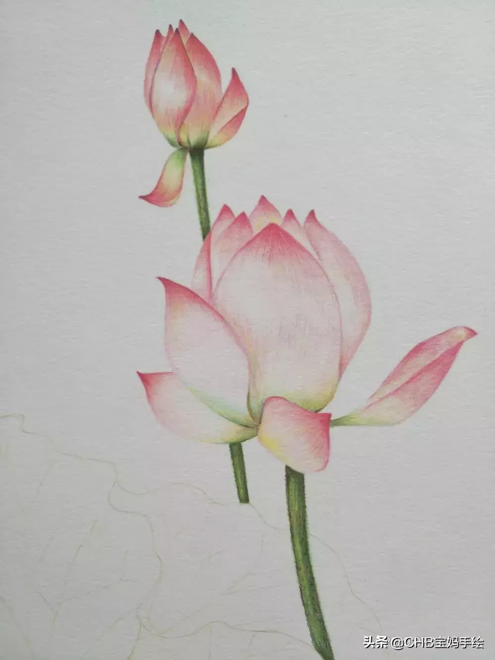 零基础学画画：彩铅荷花荷叶手绘过程分享