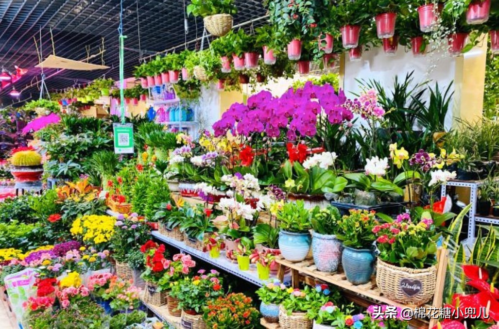 北京花卉市场北京最大的绿植批发市场