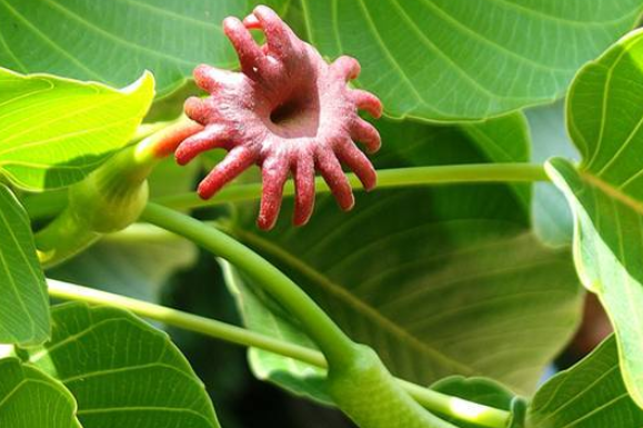 俗称"响盒子",全株有刺,也有毒,果实会爆炸,若见到勿靠近