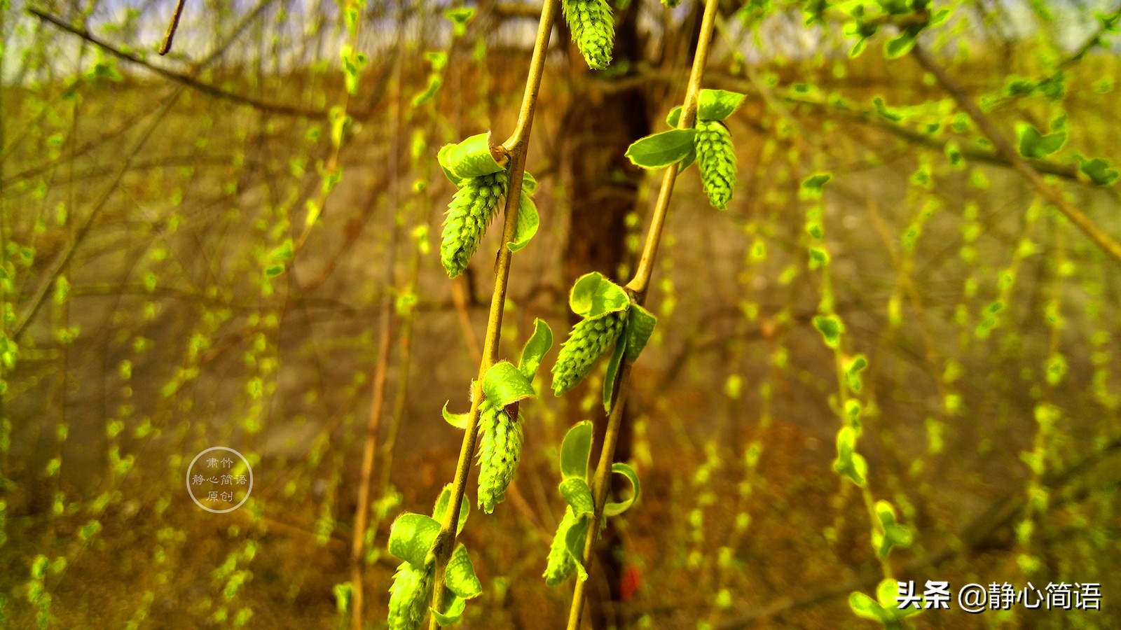 抚一把柳丝,抚摸春天的温柔