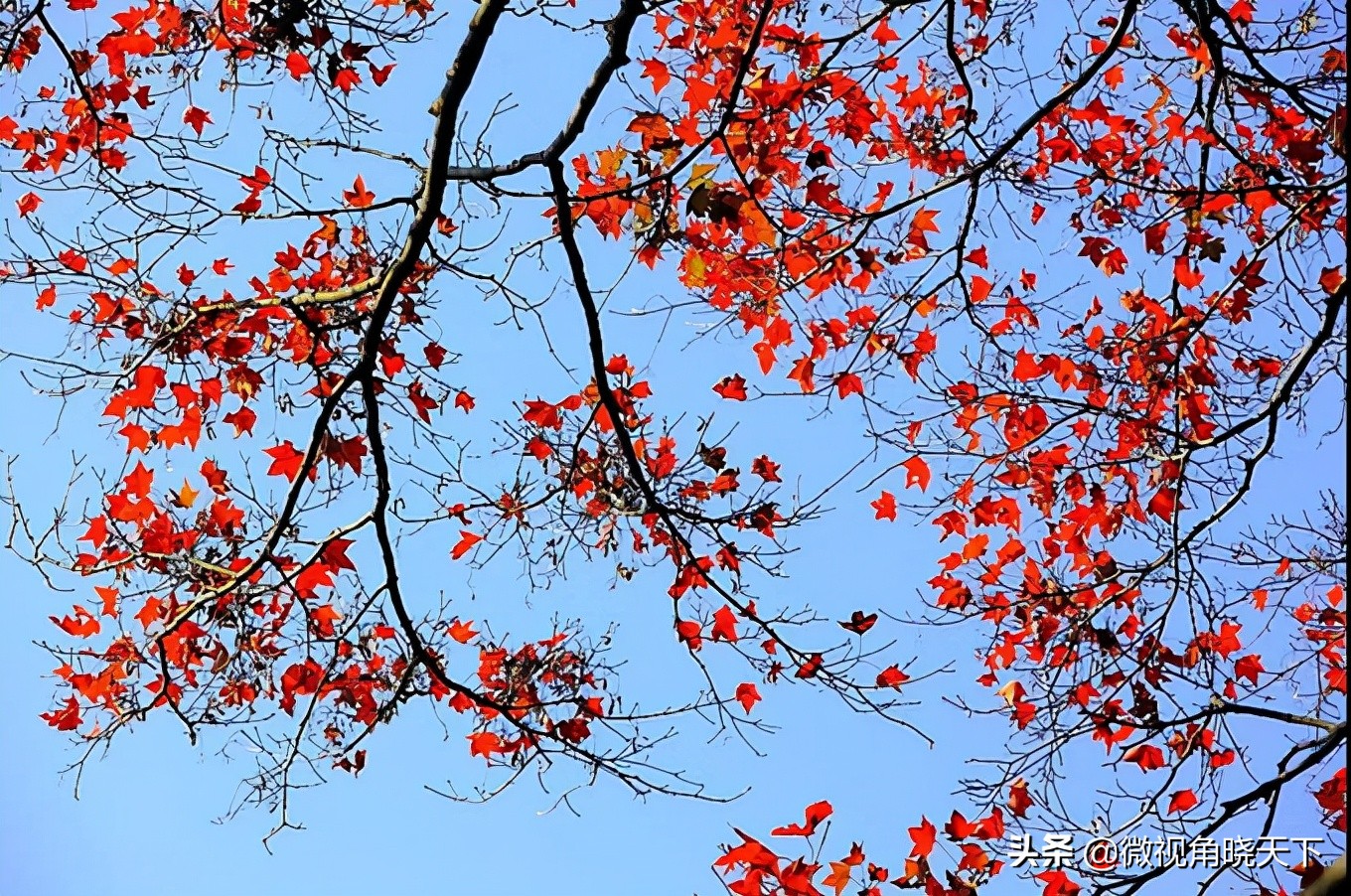 游记：金秋十月，信阳鸡公山景区带来了暖暖的春意
