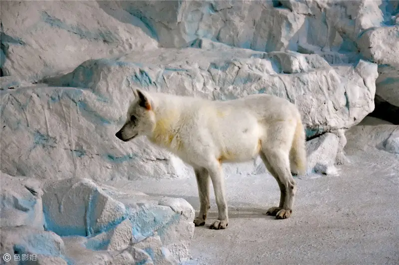 长隆欢乐世界旅游攻略景点必去（三天三夜欢乐长隆之旅）