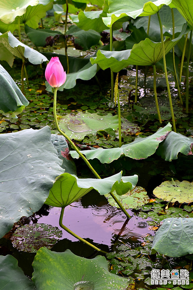 烟雨西湖，美丽如画，美妙如诗