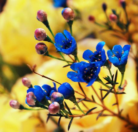 澳洲腊梅花语(澳洲腊梅精致奇特感情永恒爱情忠贞)