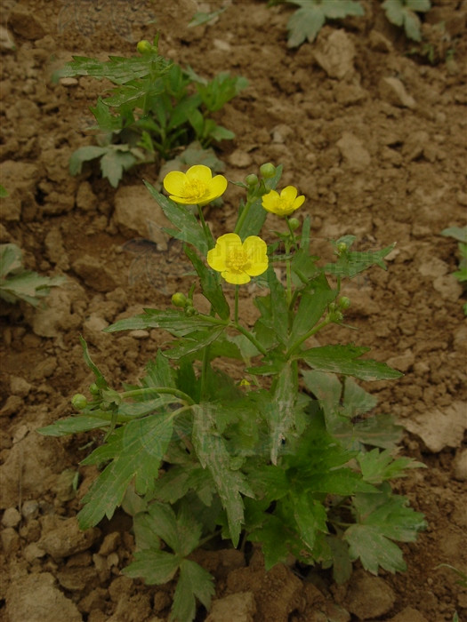为毛茛科植物毛茛的全草及根.夏秋采集,切段,鲜用或晒干用.